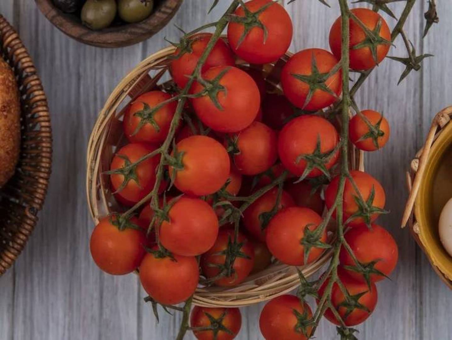 ابتكار روسي يوفر حماية بيولوجية للطماطم تتفوق على المبيدات الكيميائية