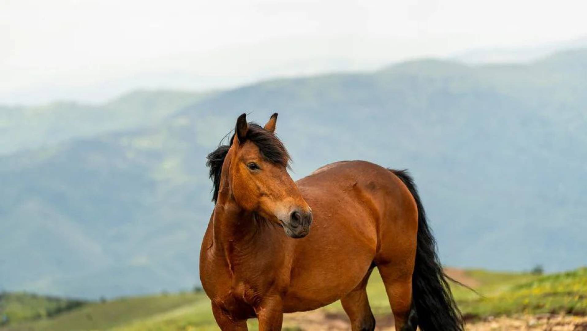 اكتشاف فيروس جديد لدى الخيول قادر على إصابة الإنسان في السويد