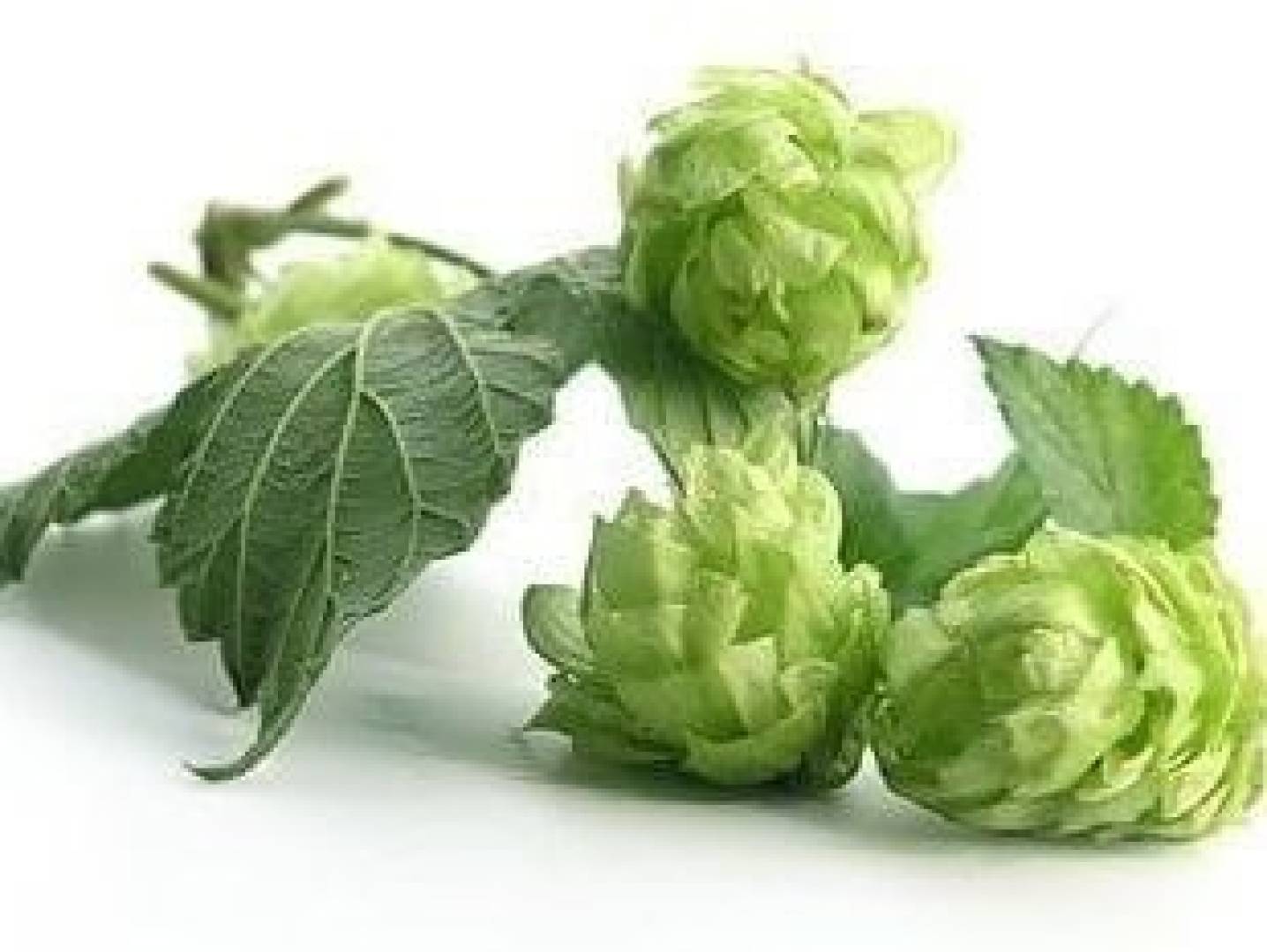 نبات القفزات يحسن التمثيل الغذائي للدهون: اكتشاف علمي يدعم صحة القلب