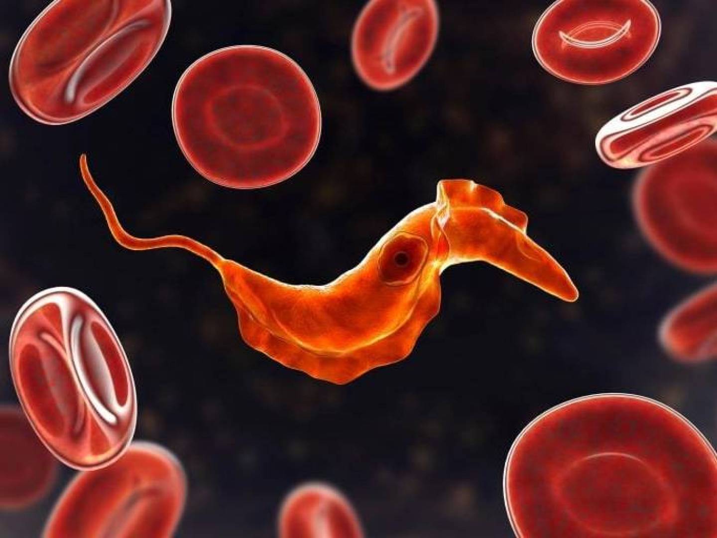 طفيلي قاتل يتخفي بتقطيع جيناته لإخفاء نفسه عن الجهاز المناعي