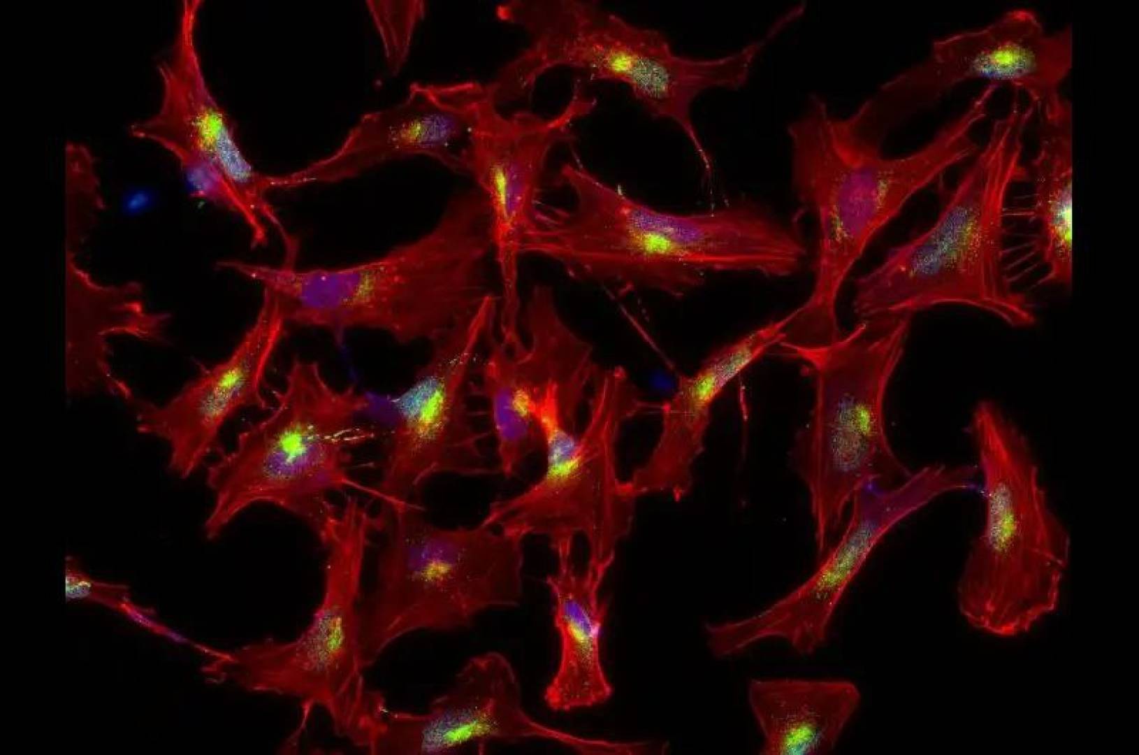 ابتكار علمي يسمح لخلايا الدماغ بالتواصل بشكل يحاكي الواقع