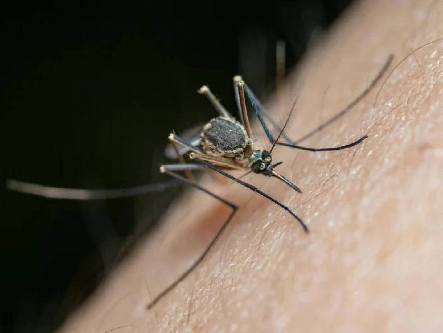 اكتشاف طبي يوقف تكاثر طفيلي الملاريا