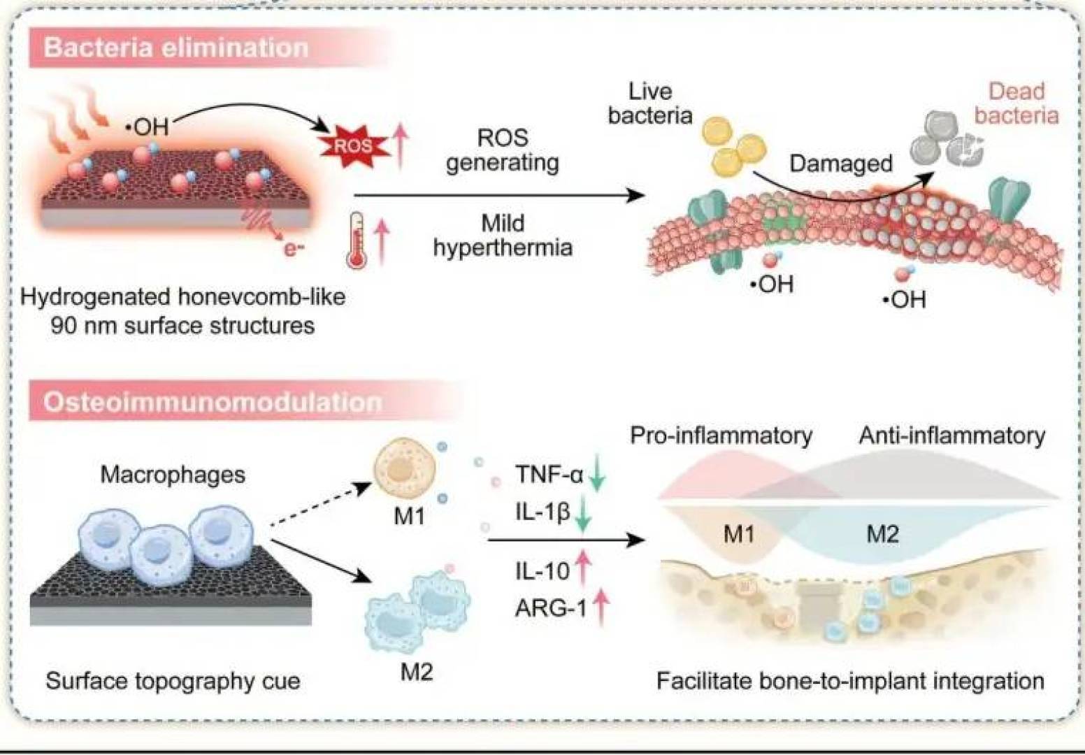 تقنية طبية مبتكرة تقتل البكتيريا دون مضادات حيوية وتسرّع التئام العظام