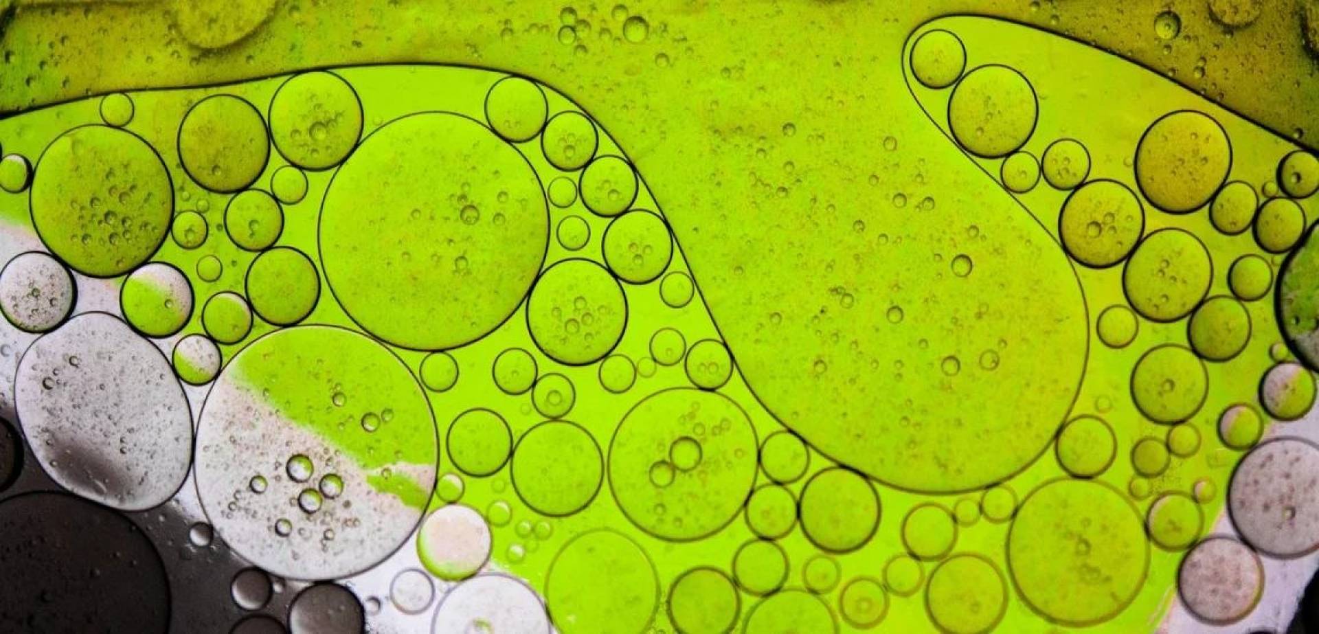 اكتشاف علمي يفسر بقاء الطحالب في الإضاءة الضعيفة