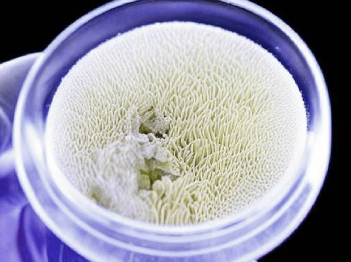 الفطر قد يكون الحل الذكي لتحويل النفايات إلى طعام مستدام