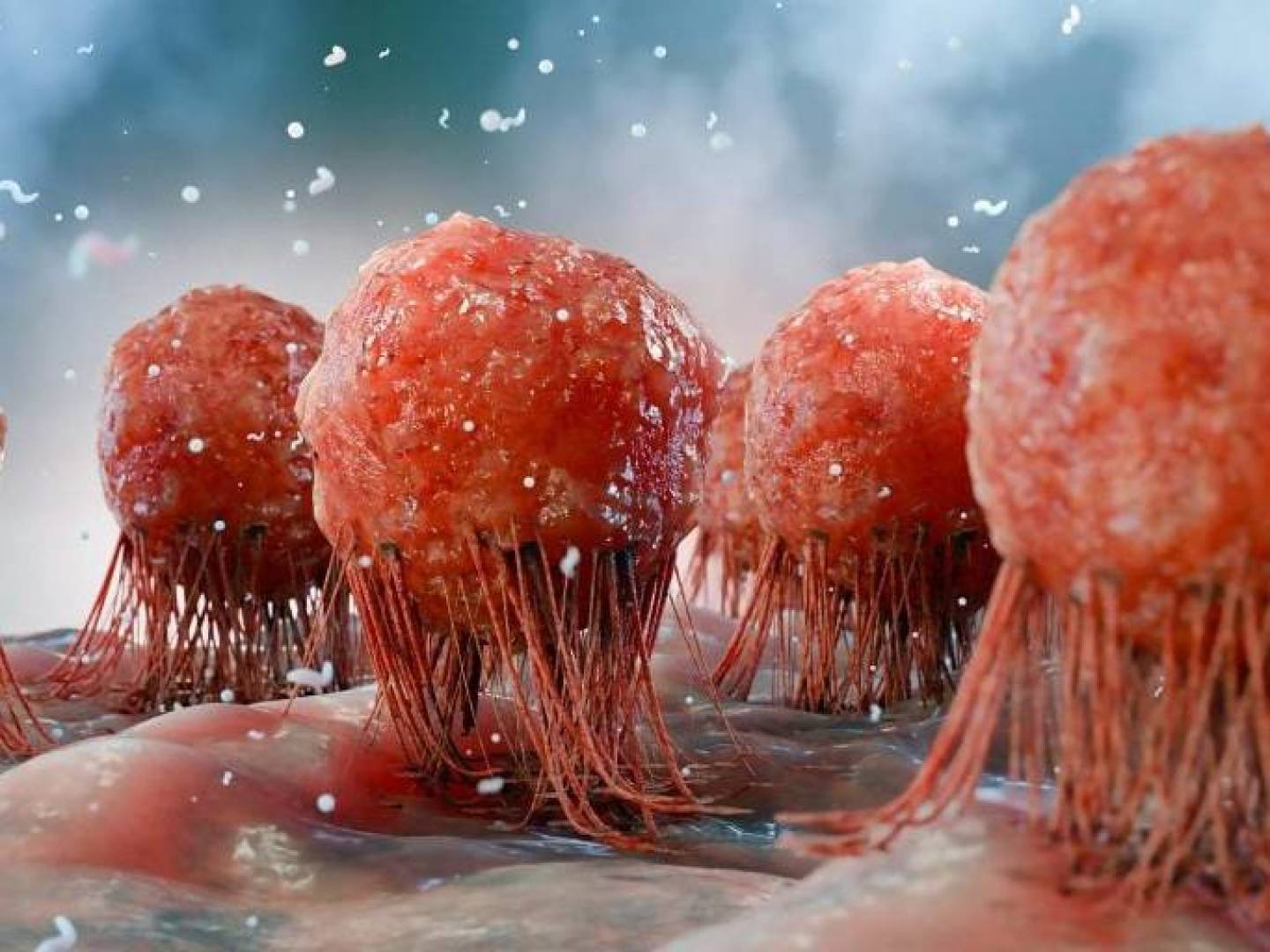 مضاد أكسدة شائع مصدر طاقة للأورام السرطانية