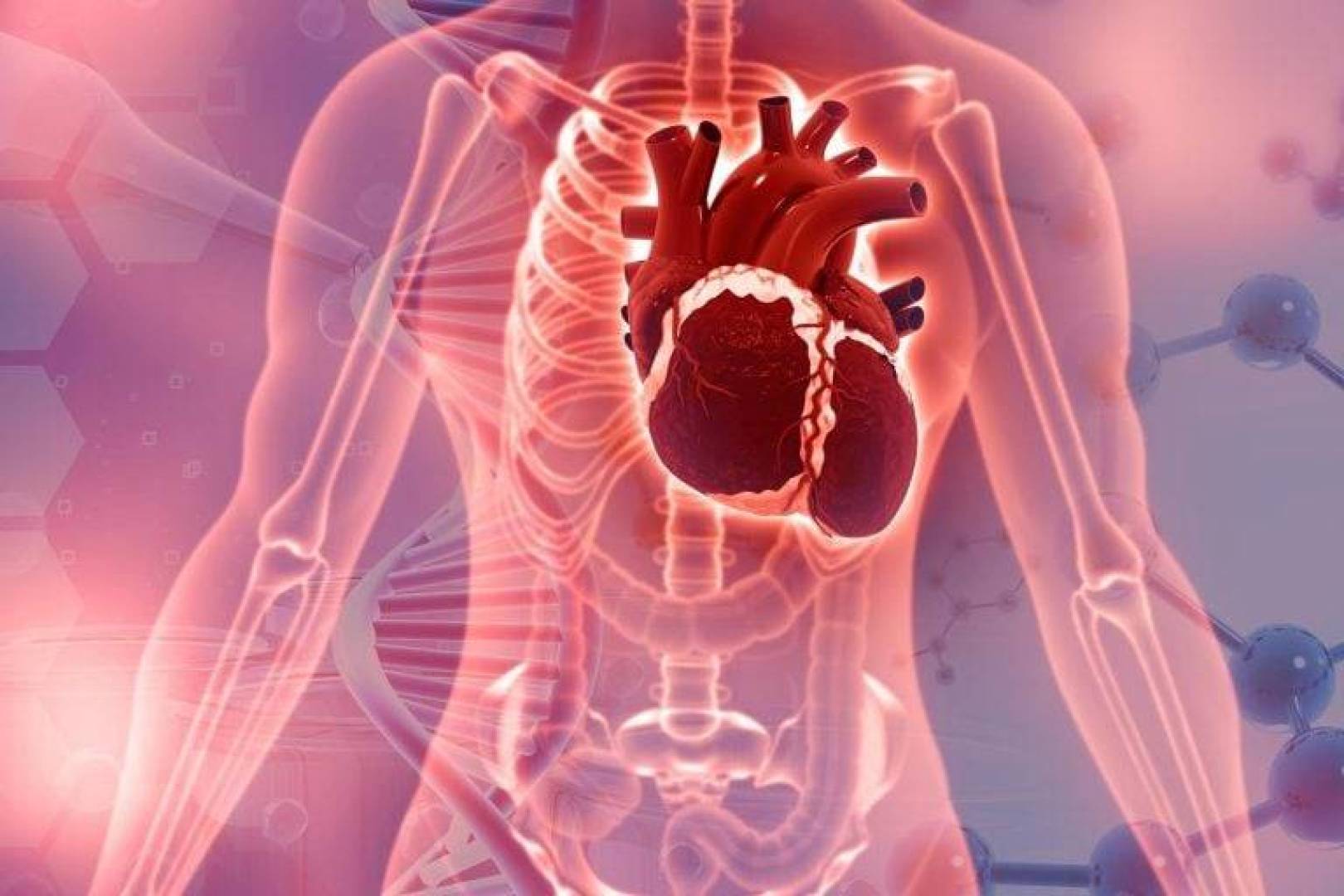 الكشف عن علاقة دور السيروتونين وأمراض صمامات القلب