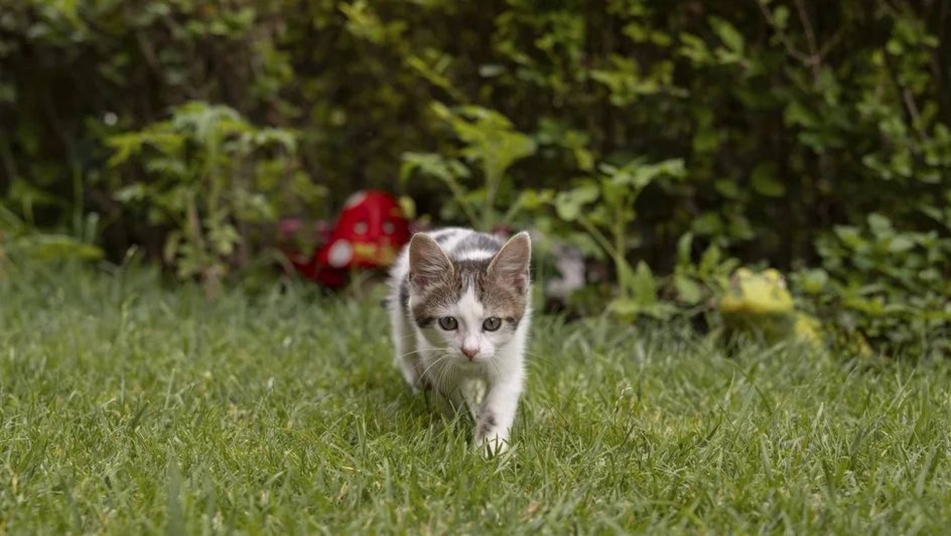 أسباب فشل مشروع أطلقته CIA خلال الحرب الباردة لاستخدام القطط في التجسس