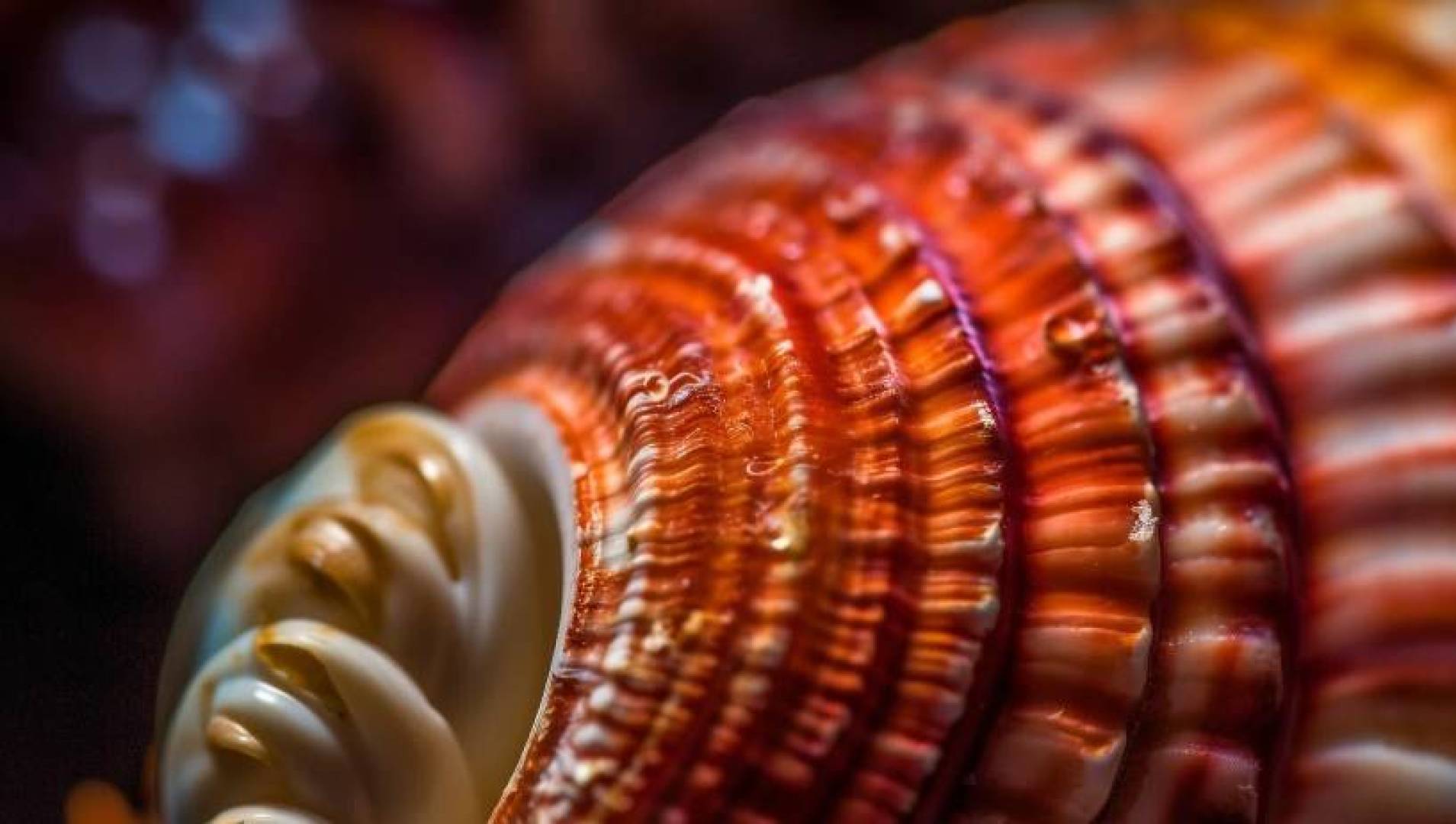 لماذا تحمل الرخويات أسماء يونانية؟