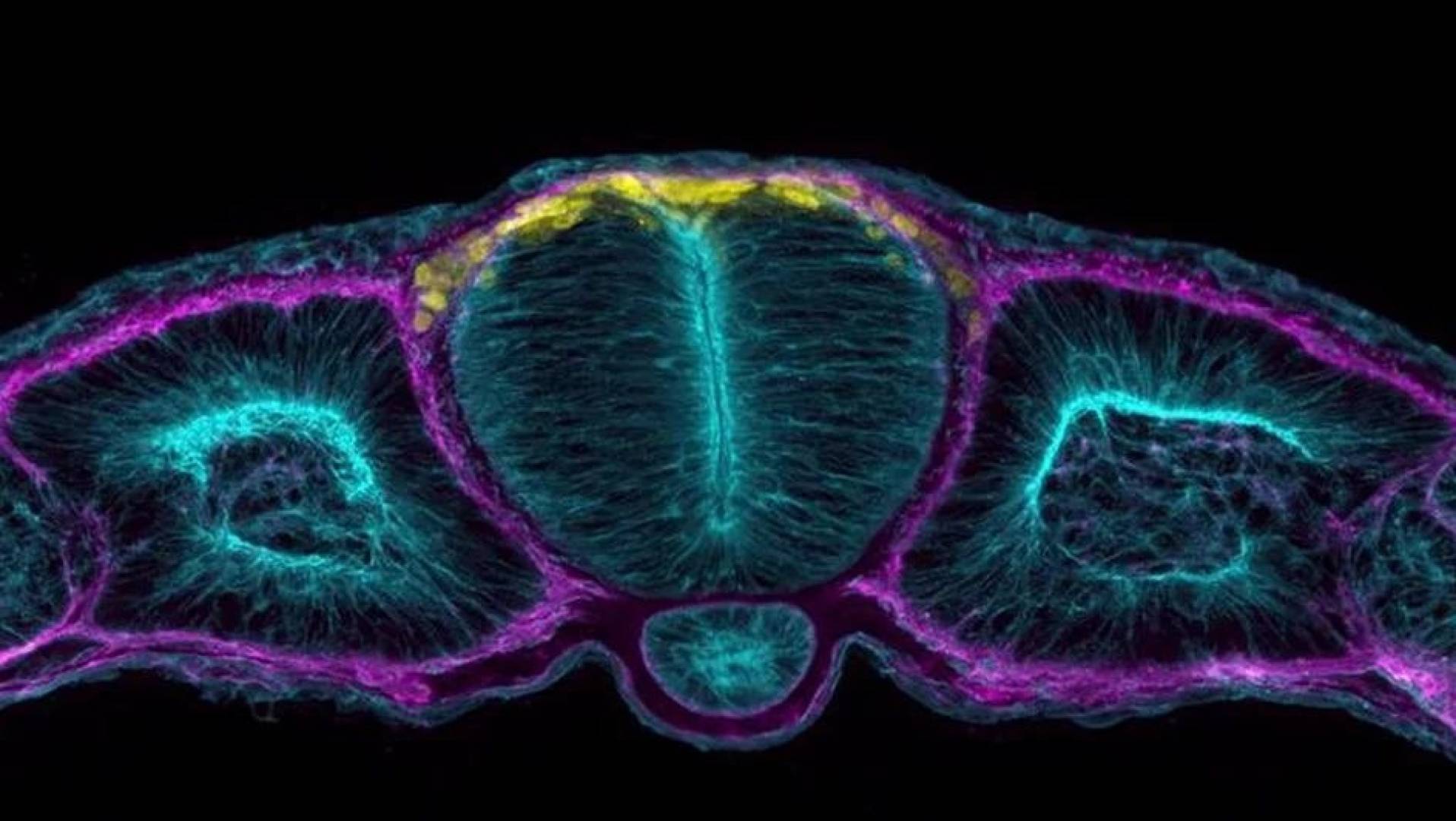 اكتشاف علمي يغيّر فهم تطور الجهاز العصبي لدى الإنسان