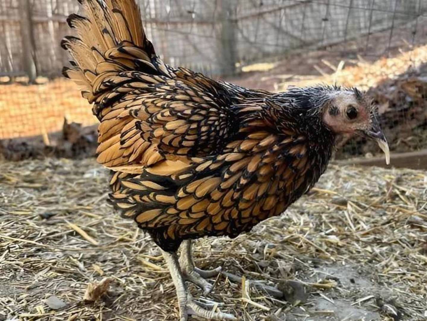 دجاجة عمياء تحقق رقم قياسي وتدخل موسوعة غينيس