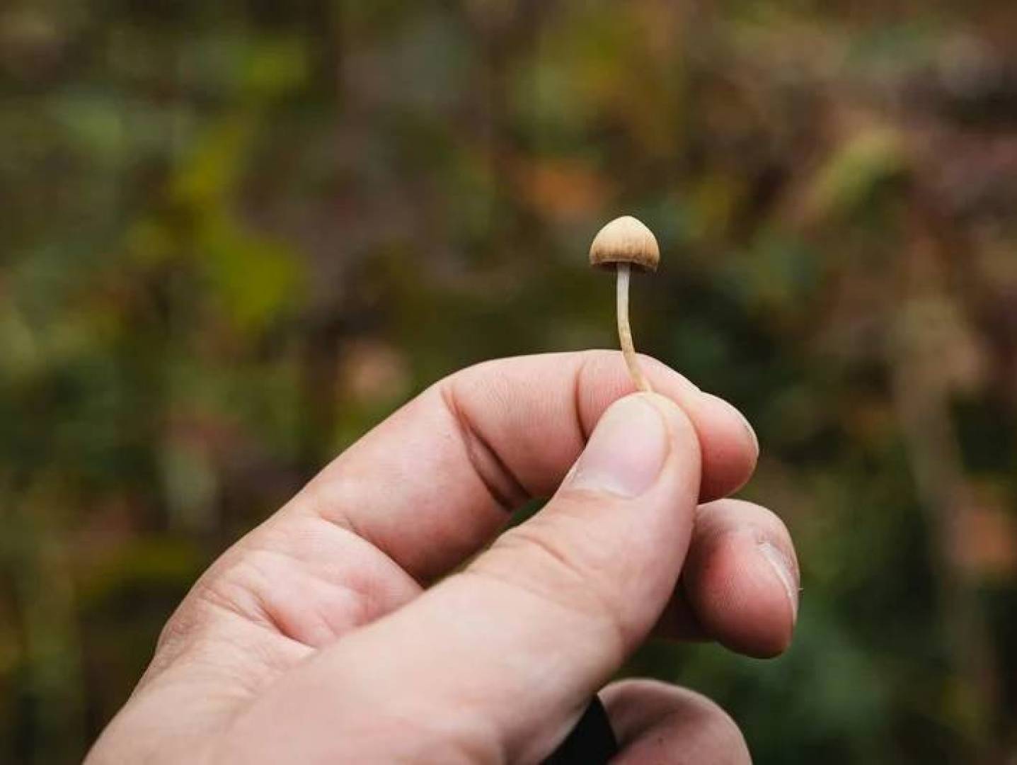 اكتشاف بروتينات من الفطريات قادرة على تجميد الماء وقد تغيّر تقنيات تعديل الطقس