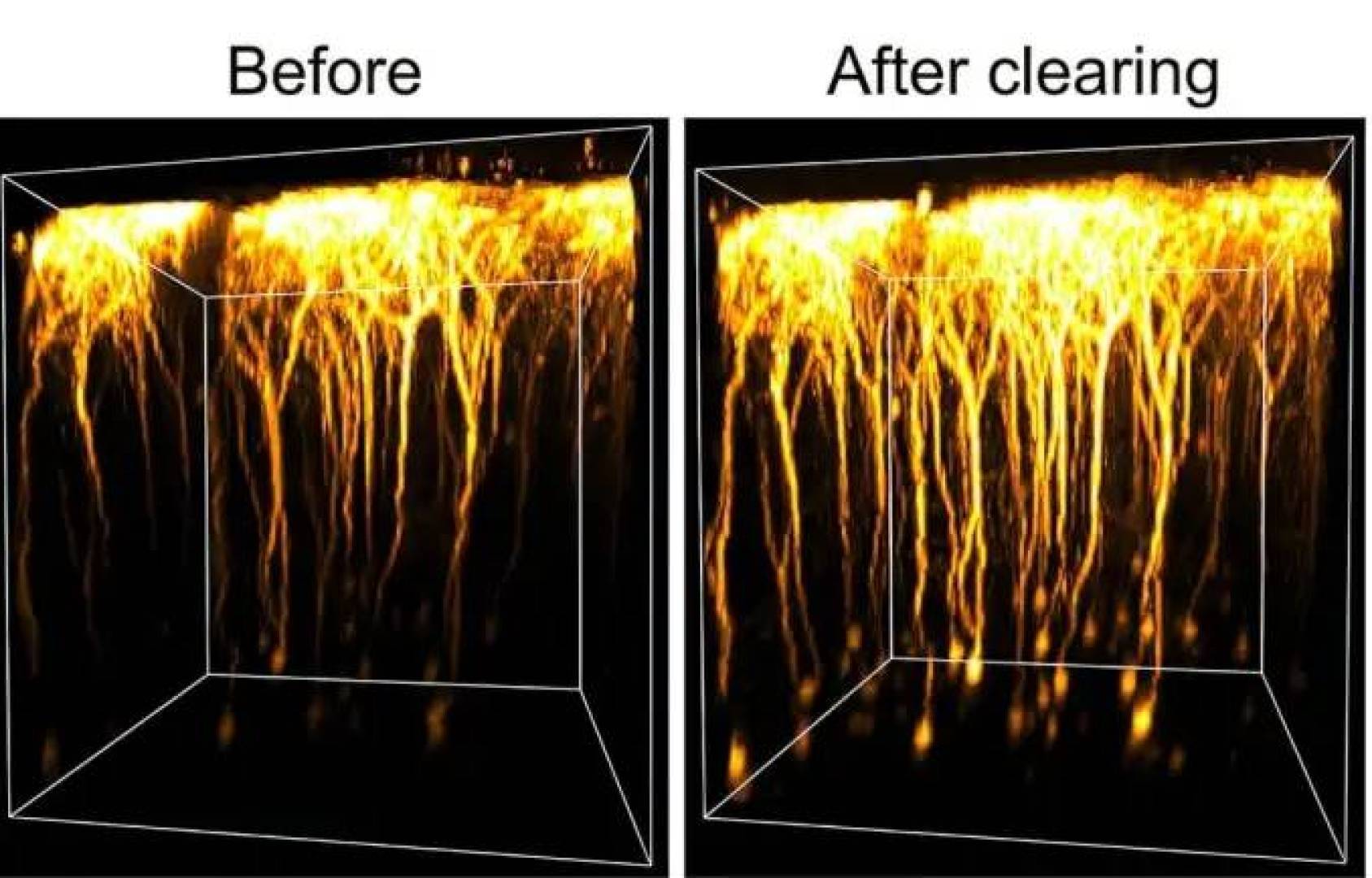 مادة جديدة تجعل الدماغ الحي أكثر شفافية لمراقبة نشاط الخلايا العصبية دون إتلافها
