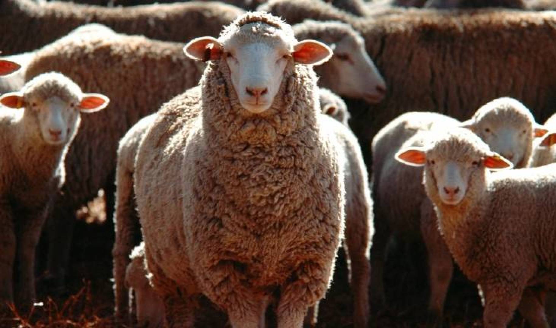 تطوير محفزات ضوئية باستخدام صوف الأغنام