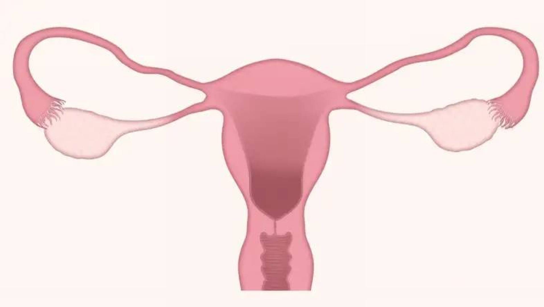 اكتشاف قدرة الجهاز المناعي في الرحم على التجدد بعد عمليات الزراعة