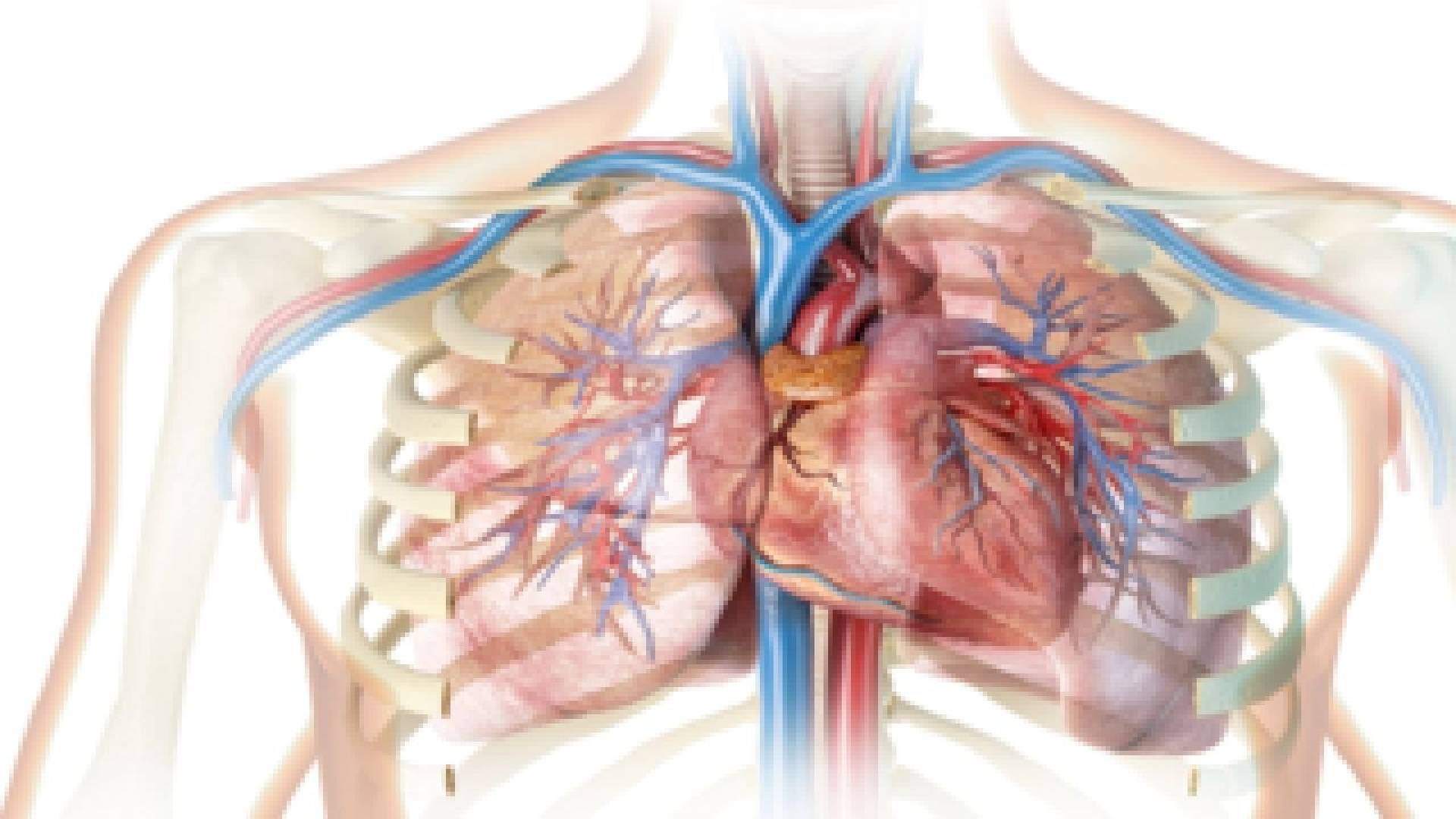 نتائج جديدة لعلاج الوهن العضلي الوبيل بتكلفة مادية قليلة