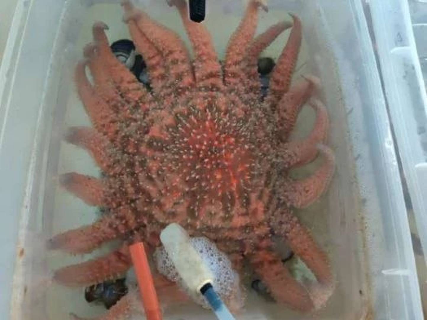 اكتشاف مؤشرات مبكرة لمرض قاتل يصيب نجوم البحر