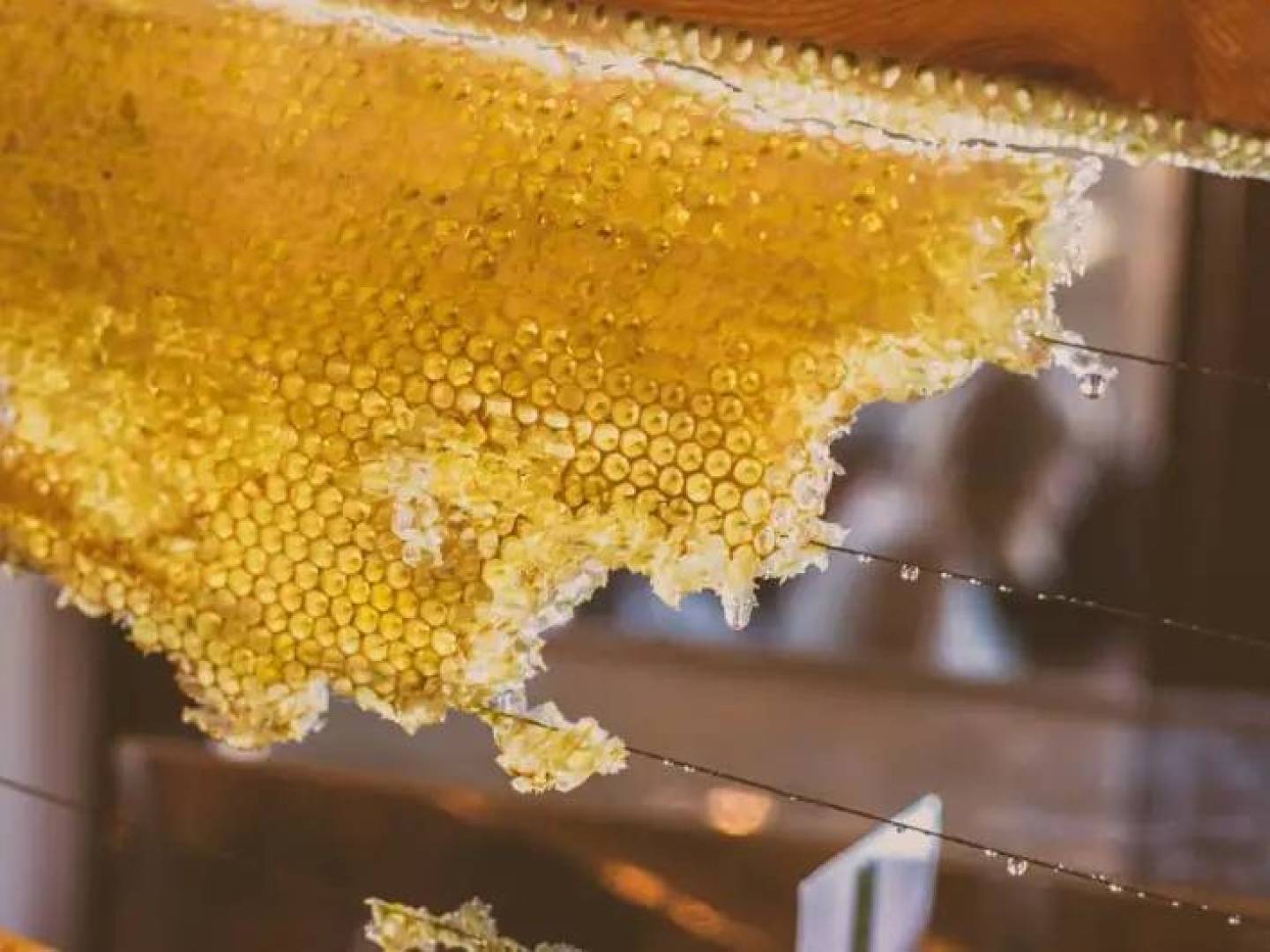 العسل قد يكون وقود طبيعي لتعزيز الأداء الرياضي والتعافي بعد التمرين