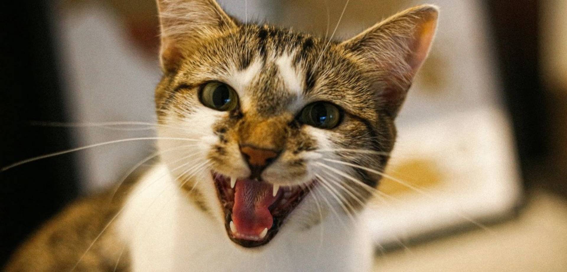 تفسير دقيق لفهم معنى التشابه بين الحمض النووي للإنسان والقطط