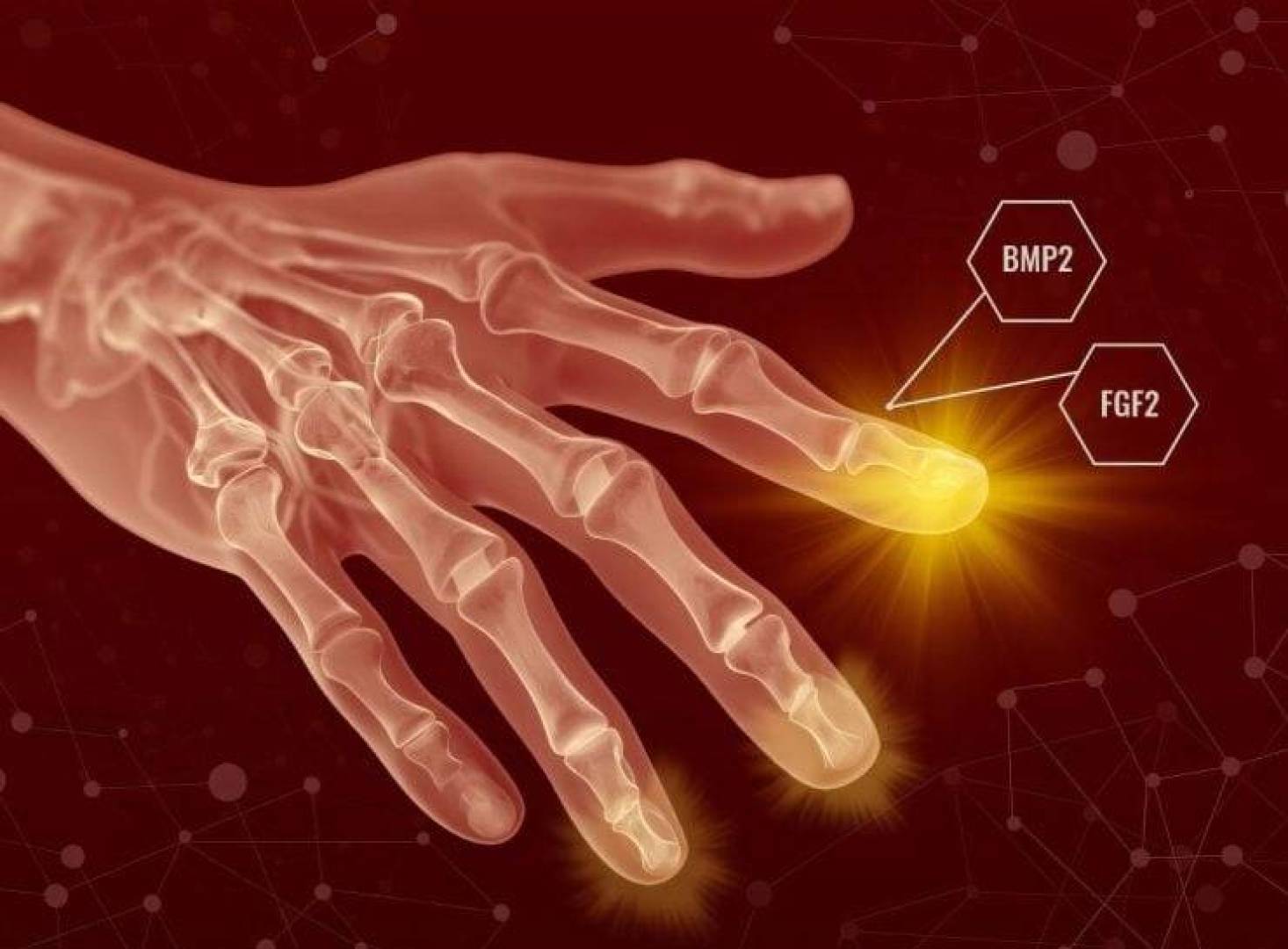 دراسة جديدة تفتح الباب أمام تجديد الأنسجة لدى البشر