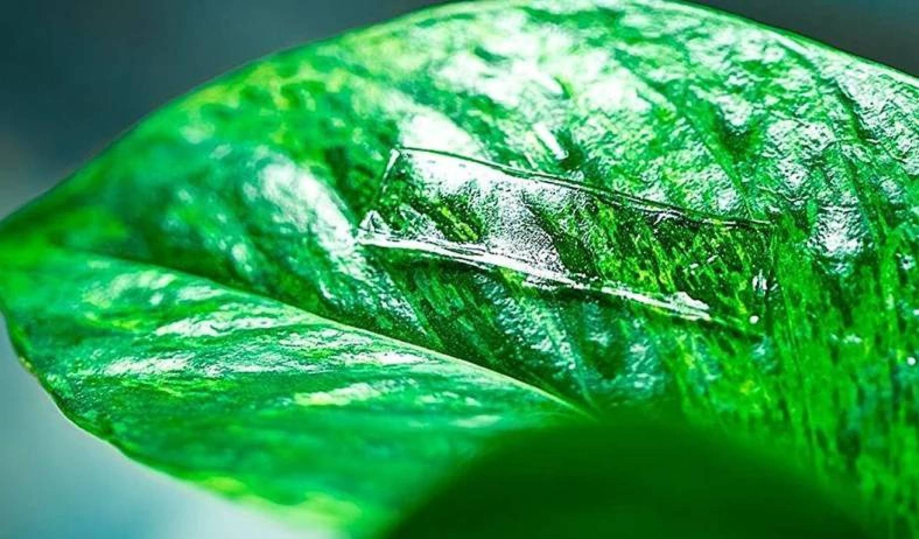 ابتكار جديد يحول النباتات إلى مصانع أدوية ويعالجها بسرعة قياسية