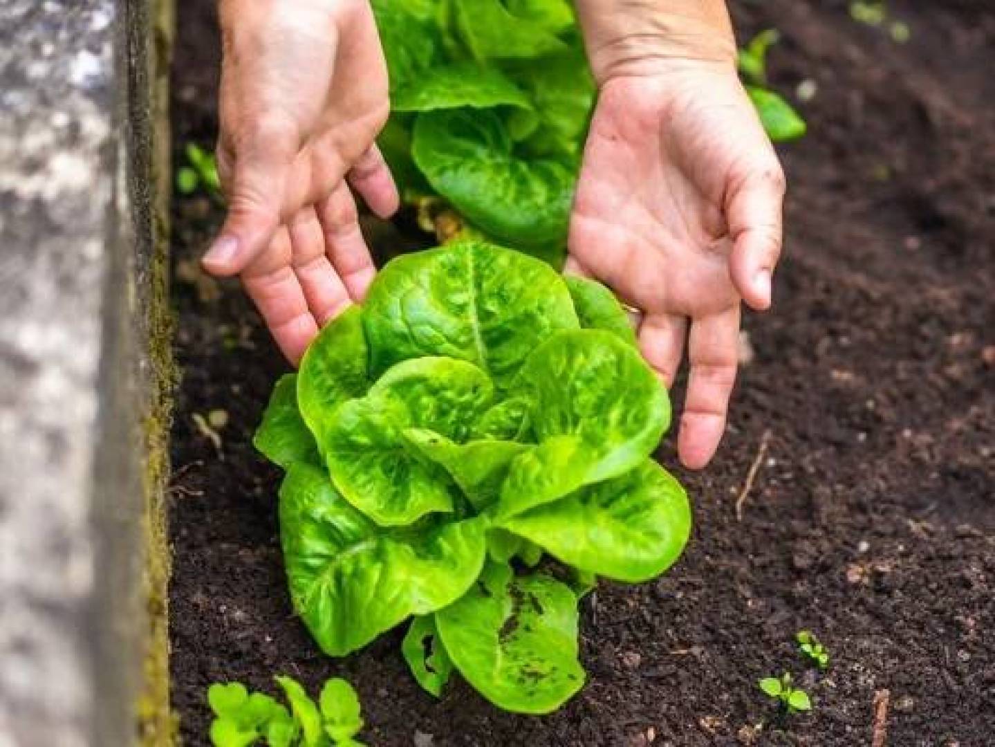 تقنية جدية مدعومه بالذكاء اصطناعي تشخص أمراض النباتات من صور الأوراق