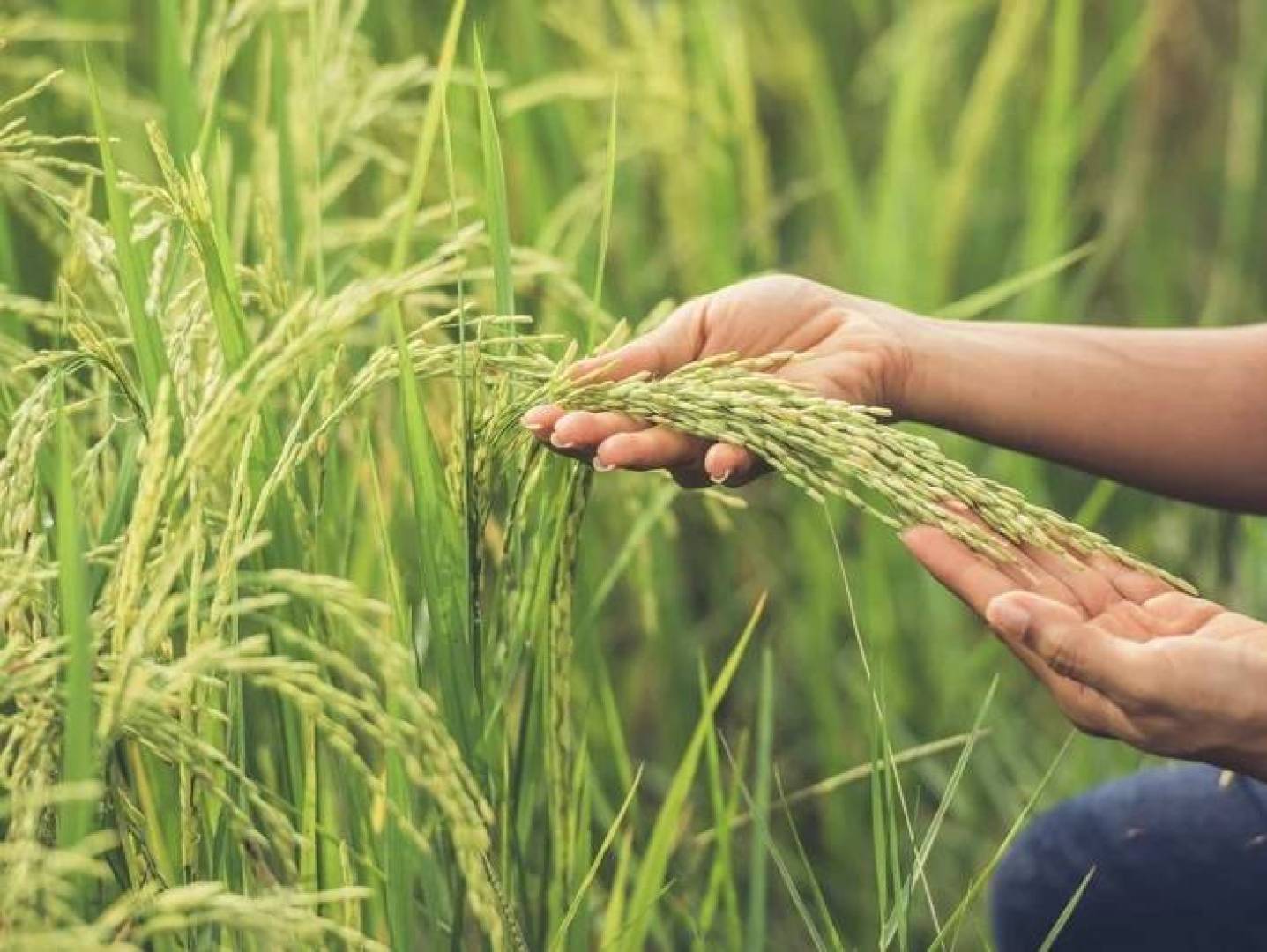 تقنية جديدة لاستخدام عوادم الجرارات كسماد زراعي لتعزيز الإنتاجية