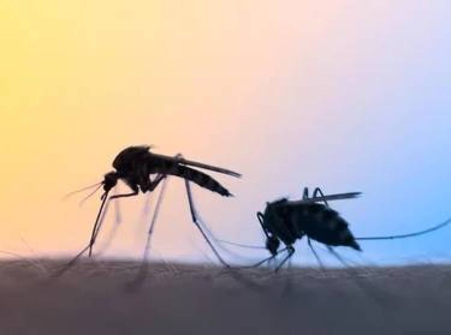 علماء يرصدون لحظة غزو طفيلي الملاريا لخلايا الإنسان لأول مرة