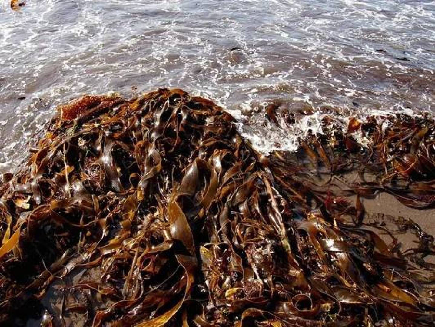 مكملا غذائيا مشتقا من الطحالب يخفف اضطرابات الذاكرة الخفيفة