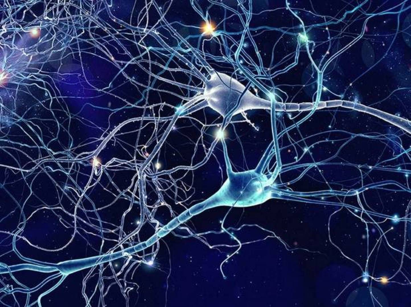 ‏التالاموس لا ينقل المعلومات البصرية فحسب، بل يساعد على بناء دوائر الرؤية