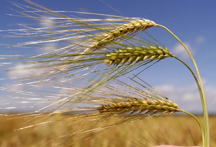 نخالة القمح و فوائدها الصحية للجسم