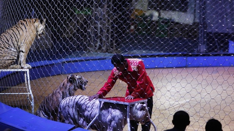 نمور تفترس مدرب السيرك الإيطالي