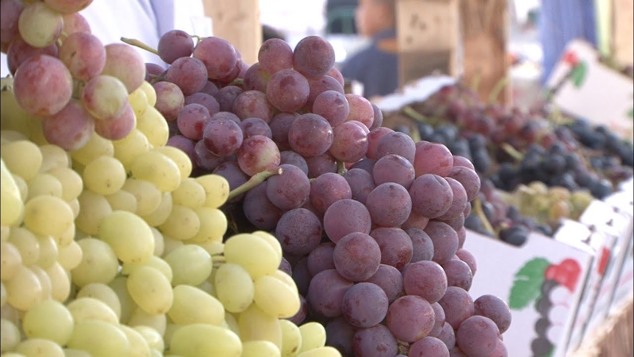 عنب الخليل.. الأجود والأطعم والألذ في العالم ,فيديو