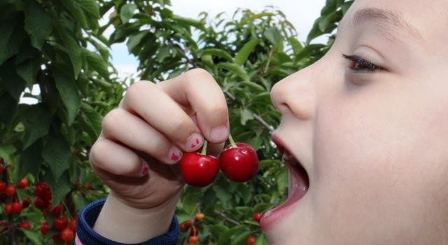 كل يوم معلومة عن الفاكهة, 
