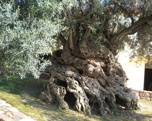 أقدم شجرة زيتون في العالم توجد في فلسطين, عمرها 5500 عام حسب تقدير الخبراء اليابانيين, فيديو وصور