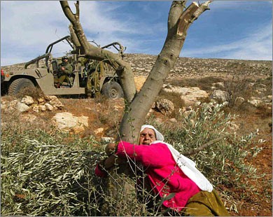 في موسم حصاد الزيتون في فلسطين, الفلسطينيون يستقبلون موسم حصاده بالغناء ومواويل الميجانا والفرح., فيديو