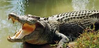 تمساح يصد فهداً جائعاً, فيديو