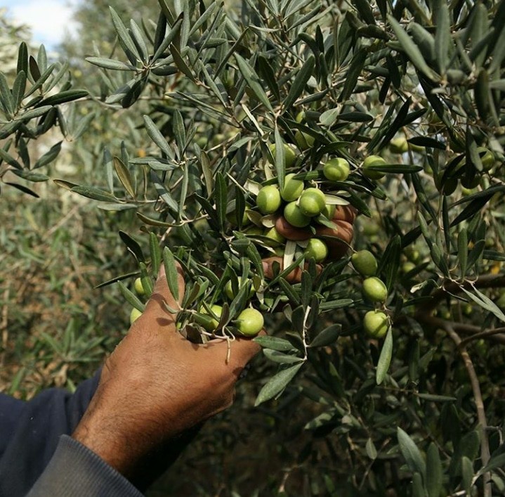قطعان الكيان الصهيوني يسرقون ثمار شجر الزيتون الفلسطيني