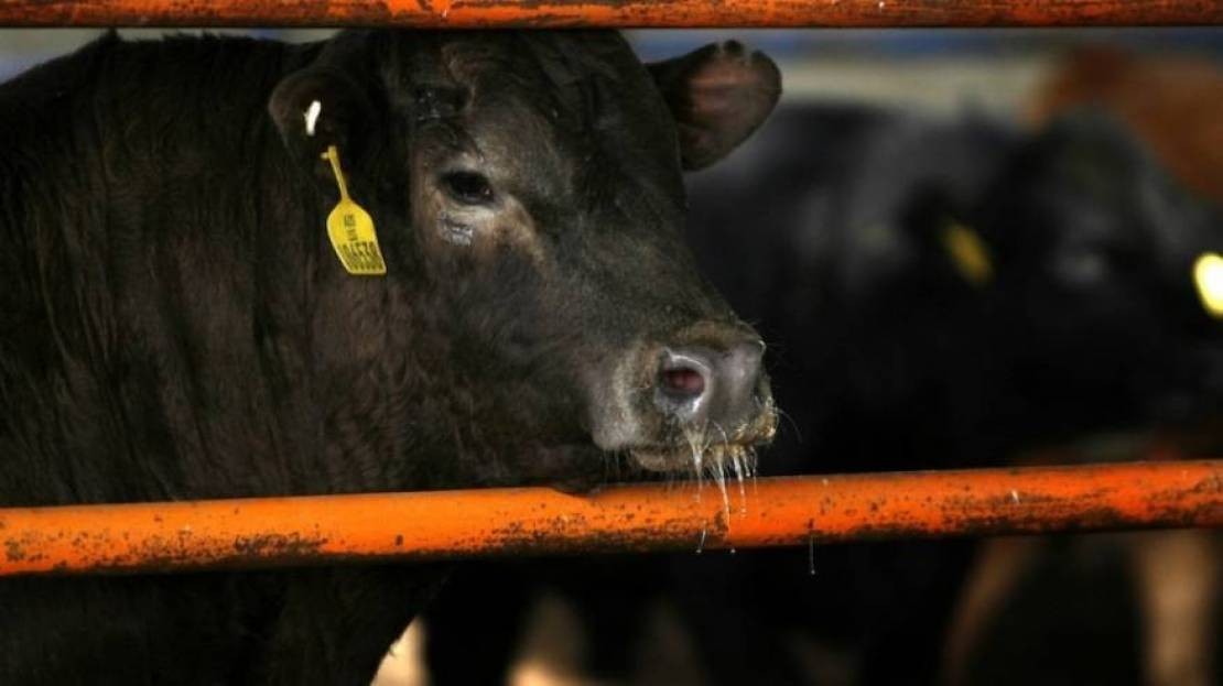 الاحتلال الإسرائيلي يفرض عقوبات على السلطة الفلسطينية عل خلفية أزمة استيراد العجول