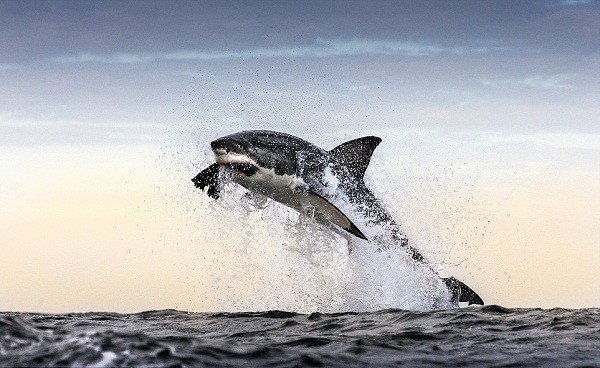 إغلاق شواطئ في نيوزيلاندا والسبب سمكة قرشٍ عملاقة