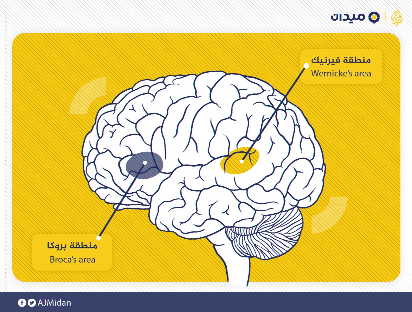 دراسة: ما هي مساحة التخزينٍ اللازمة في الدماغ لتعلم لغة ما..
