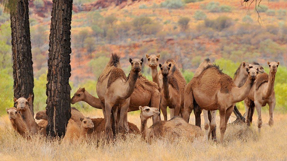 الآلاف من الجمال البرية في أستراليا تتعرض للقتل بسبب الجفاف,فيديو