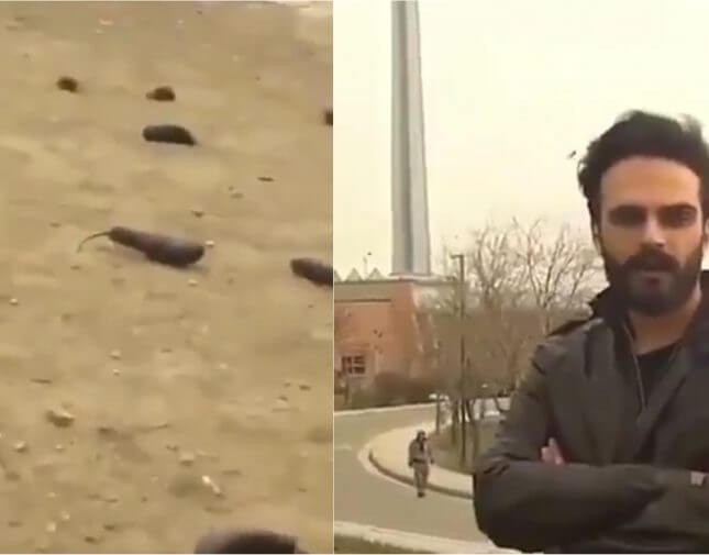 بالفيديو لماذا أمطرت سماء طهران باذنجان؟