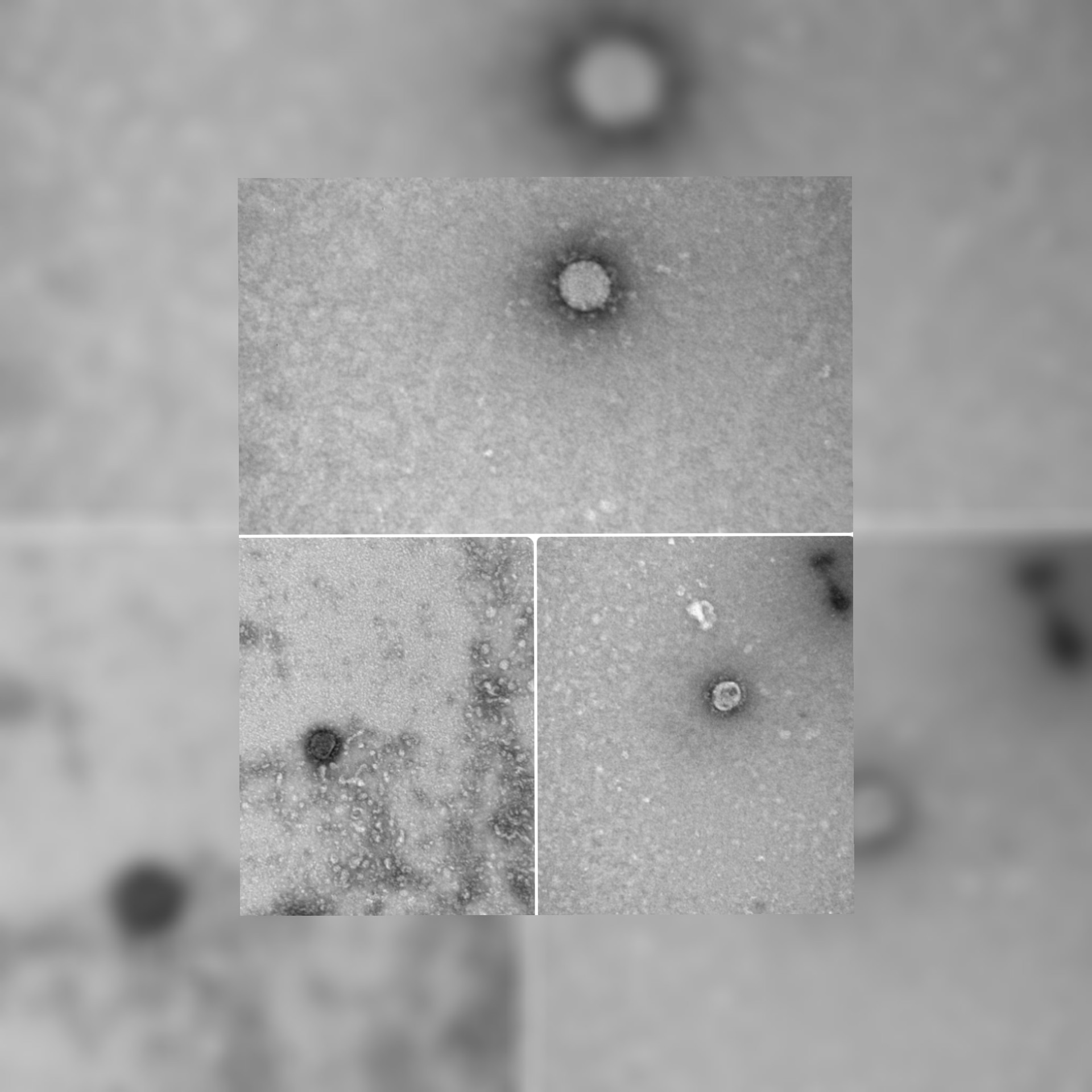 شاهد (بالفيديو)  احدث صور لفيروس الكورونا بعد ان استطاع علماء روس من فك شيفرة جينوم الوراثي للفيروس