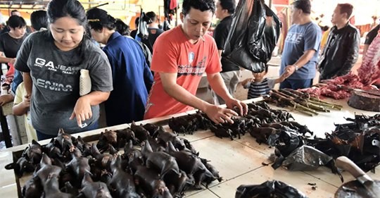 معلومات خطيرة ..الأمم المتحدة تطالب بحظر أسواق الحيوانات البرية ومسؤول صيني أكثر من 70 بالمئة من أمراضنا مصدرها هذه الحيوانات