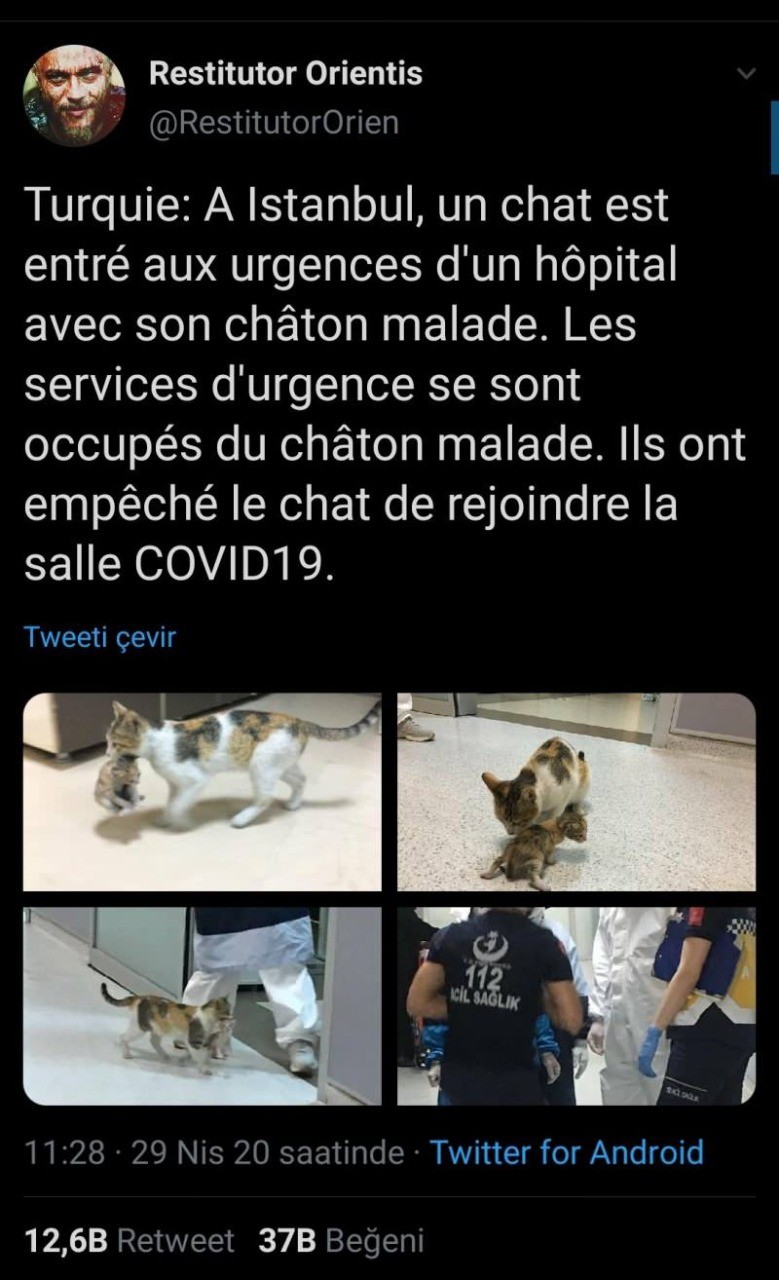 في اسطنبول.. قطة تحمل صغيرها المريض إلى قسم الطوارئ