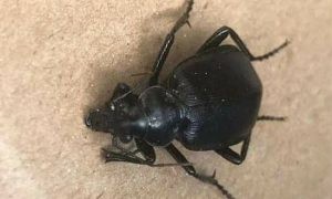 حشرة غريبة تغزو سوريا ..صور