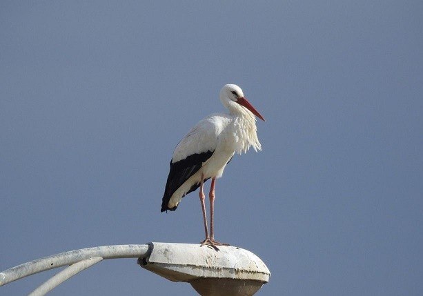 فيديو .. فرحة الأردنيين لم تكتمل بـ