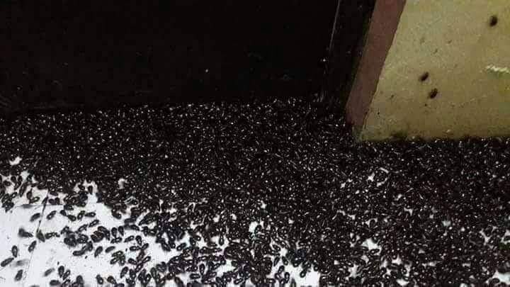 بالفيديو.. الحشرات والصراصير تغزو عرسال وبعلبك... والأهالي يناشدون المعنيون التدخل..