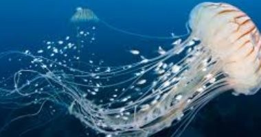 شاهدو..  قناديل البحر تغزو شاطىء صيدا ووزيرة السياحة تحذر من ارتياد الشاطئ.